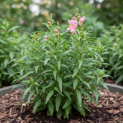 Pink Snapdragon Flower Seeds for Garden Planting
