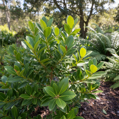 Pohutukawa Flower Seeds – New Zealand Christmas Tree for Planting