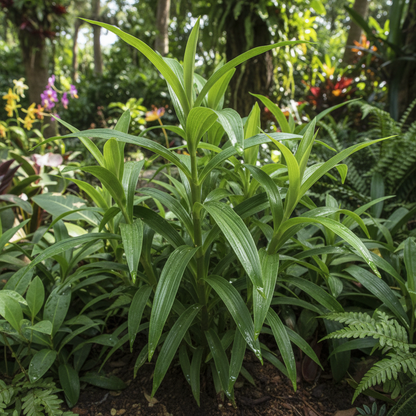 Pollia Thyriflora Seeds for Garden Planting