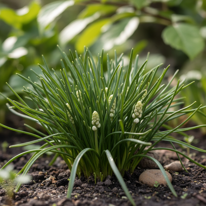Pseudomuscari Azureum Alba Flower Seeds for Garden Planting