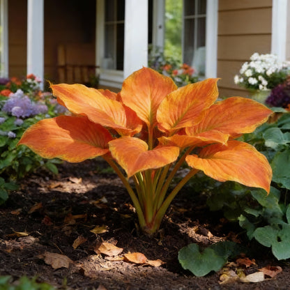 Orange Hosta Seeds for Planting - Shade Garden Perennial