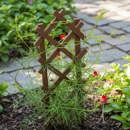Red Cypress Vine Flower Seeds for Vibrant Climbing Blooms