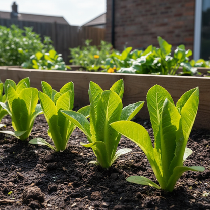 Romaine Parris Island COS Lettuce Seeds for Planting – Heirloom Greens