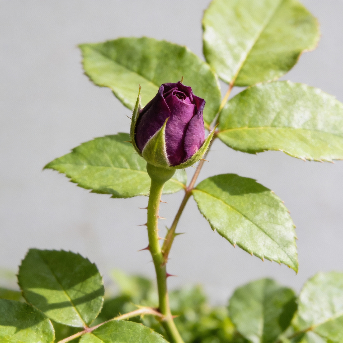 Burgundy Rose Flower Seeds for Garden Planting