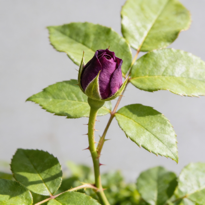 Burgundy Rose Flower Seeds for Garden Planting