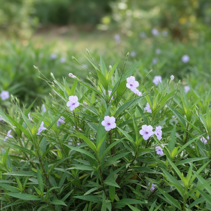 Ruellia Ciliata Seeds for Garden Planting