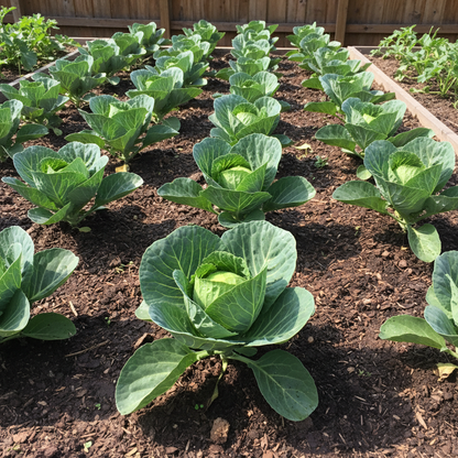 Stonehead Cabbage Seeds – Early Maturing Compact Green Cabbage for Home Gardens