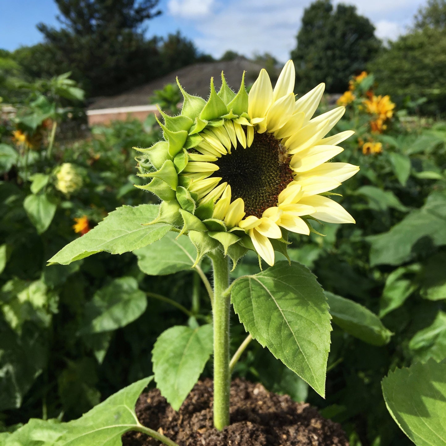 White Sunflower Seeds for Garden Planting
