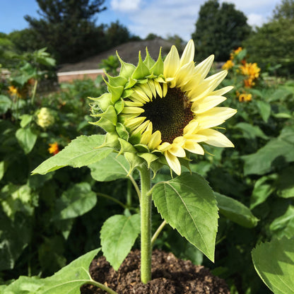 White Sunflower Seeds for Garden Planting