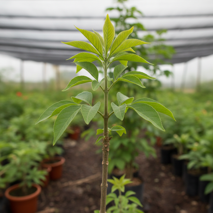 Lavender Vitex Castus Tree Seeds for Fragrant Garden Blooms