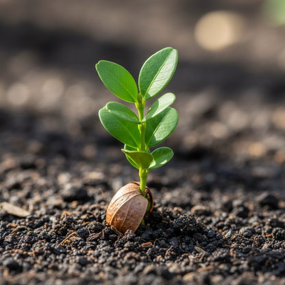 Winter Gem Boxwood Seeds for Planting – Cold Hardy Evergreen Shrub for Lush Landscaping