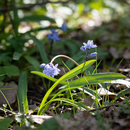 Scilla Bithynica Flower Seeds for Garden Planting