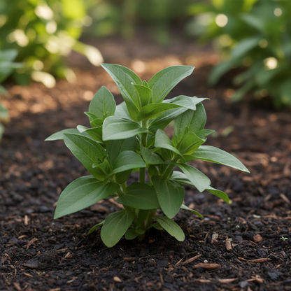 Zinnia Imported Dark Pink Flower Seeds for Planting