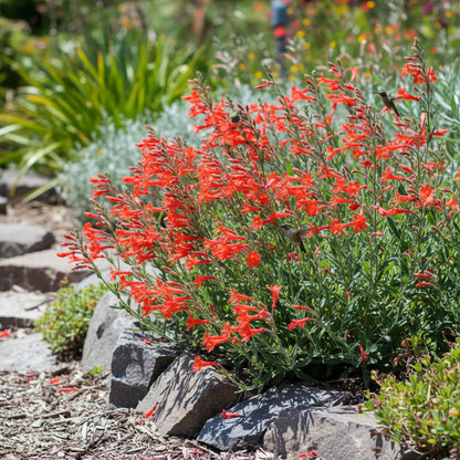 Zauschneria Californica Glasnevin Seeds – Red Perennial Flowers for Planting