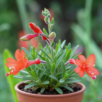Zauschneria Californica Glasnevin Seeds – Red Perennial Flowers for Planting