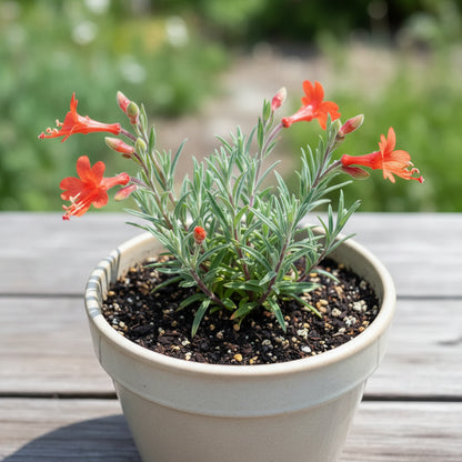 Zauschneria Californica Glasnevin Seeds – Red Perennial Flowers for Planting