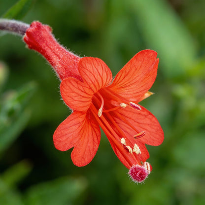 Zauschneria Californica Glasnevin Seeds – Red Perennial Flowers for Planting