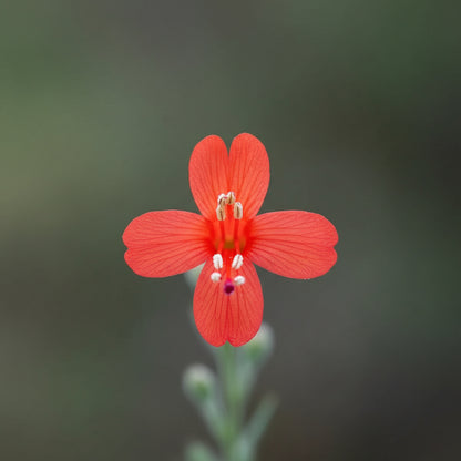 Zauschneria Californica Glasnevin Seeds – Red Perennial Flowers for Planting