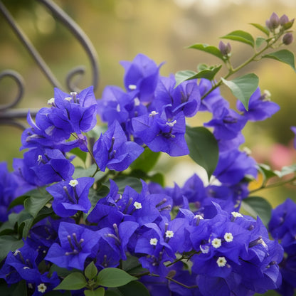 Bougainvillea Blue Purple Seeds for Planting