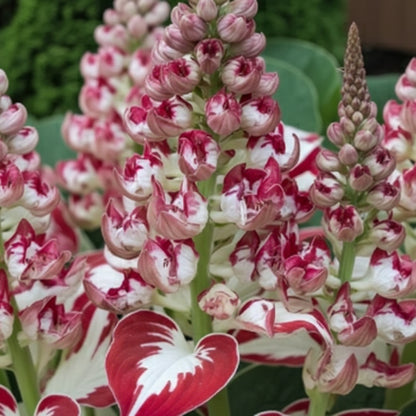 Hosta Seeds – White & Red Varieties (Rare Shade-Loving Perennial Seeds)