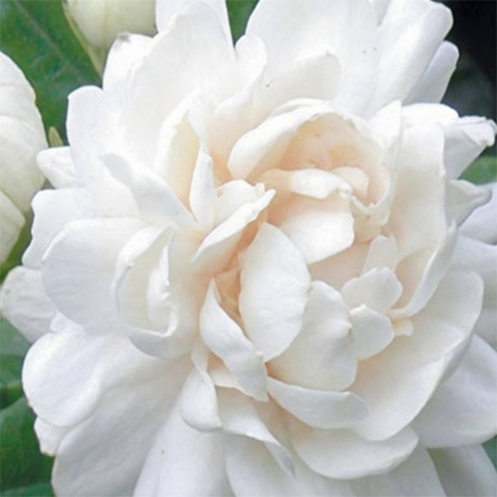 Arabian Jasmine Seeds for Planting - Jasminum sambac