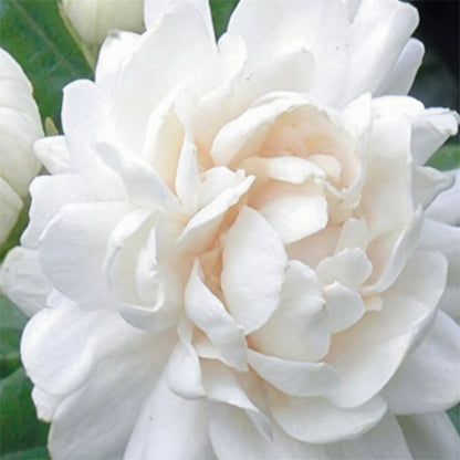 Arabian Jasmine Seeds for Planting - Jasminum sambac