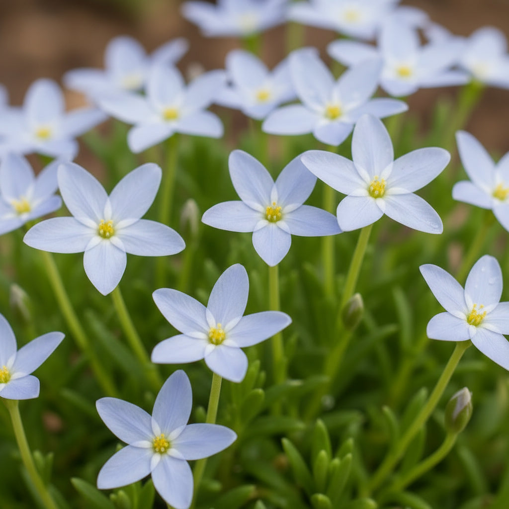 bluets-houstonia-seeds-tiny-wildflower-bouquet-for-shade-meadow-gardens