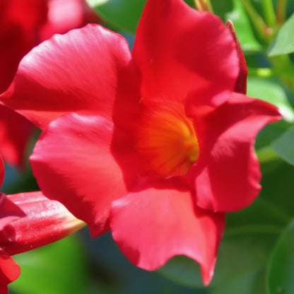 Red Mandevilla Vine Flower Seeds for Planting – Tropical Climber with Vibrant Red Blooms