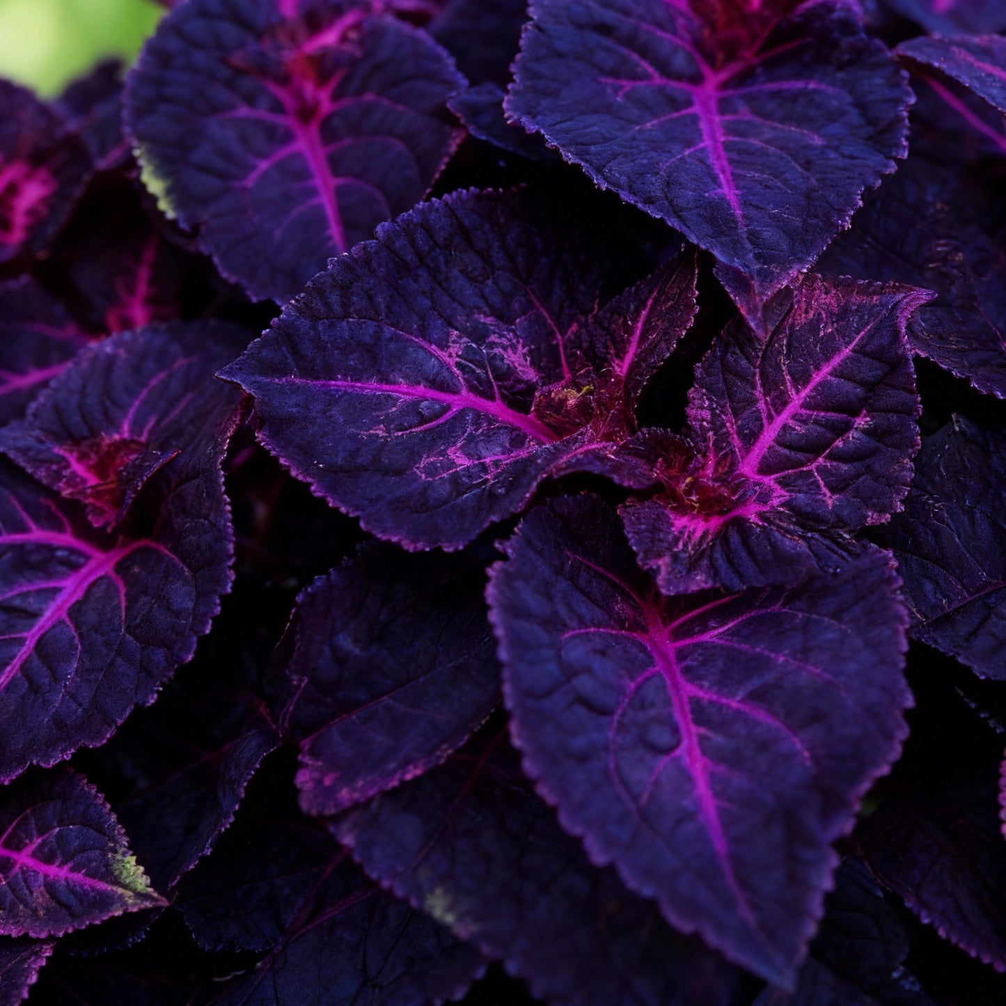 Coleus Black Dragon Seeds — Deep-Purple / Black Foliage for Dramatic Garden Contrast