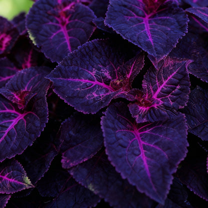 Coleus Black Dragon Seeds — Deep-Purple / Black Foliage for Dramatic Garden Contrast