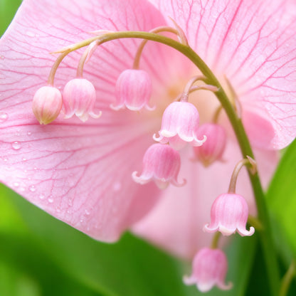Pink Lily of the Valley Seeds for Planting