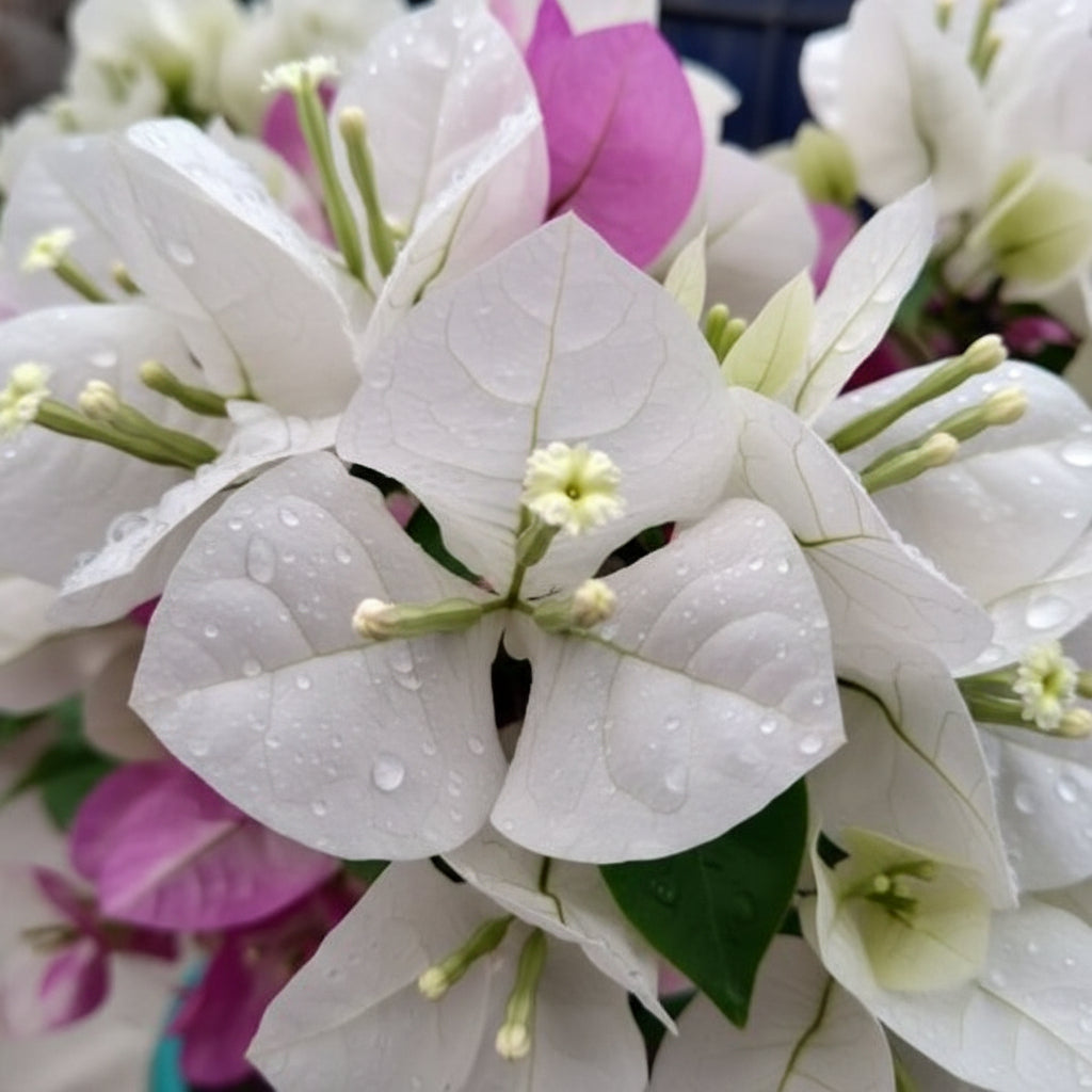 White Pink Bougainvillea Seeds for Planting - Trellis Climber