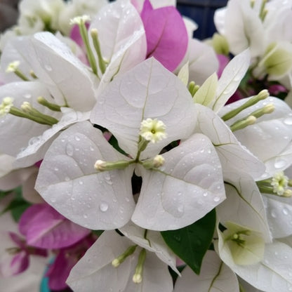 White Pink Bougainvillea Seeds for Planting - Trellis Climber