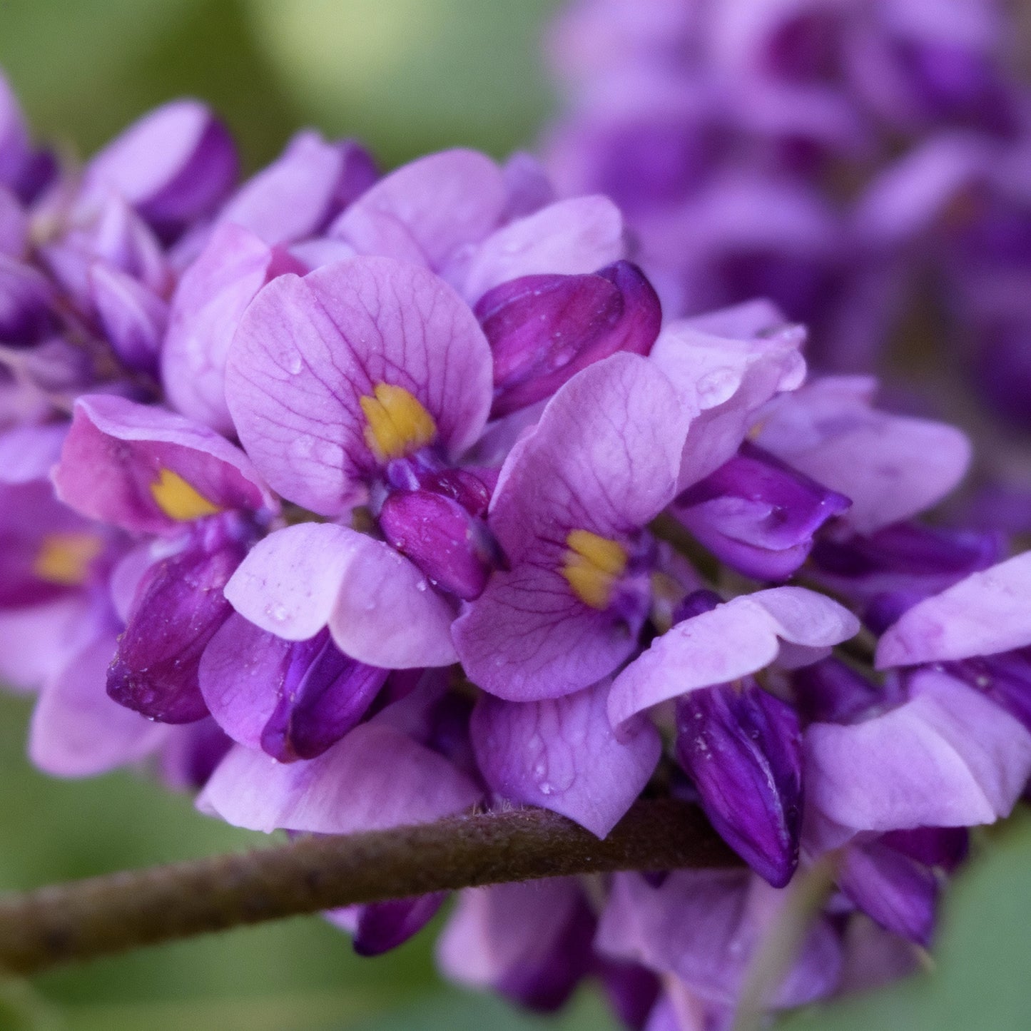 Kudzu Seeds for Planting - Pueraria lobata