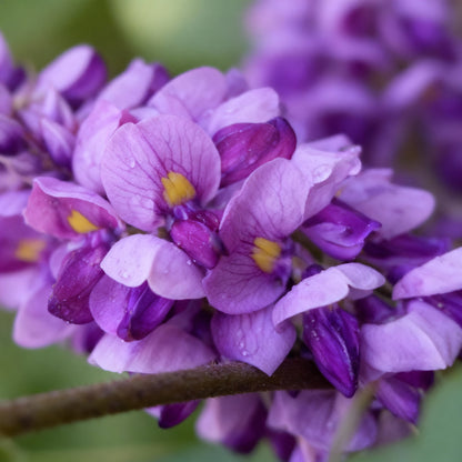 Kudzu Seeds for Planting - Pueraria lobata