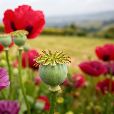 papaver-somniferum-summer-blaze-seeds-for-planting