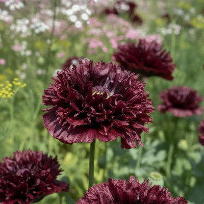 Papaver Somniferum Black Swan Seeds for Planting – Stunning Deep Burgundy Almost-Black Poppy Blooms