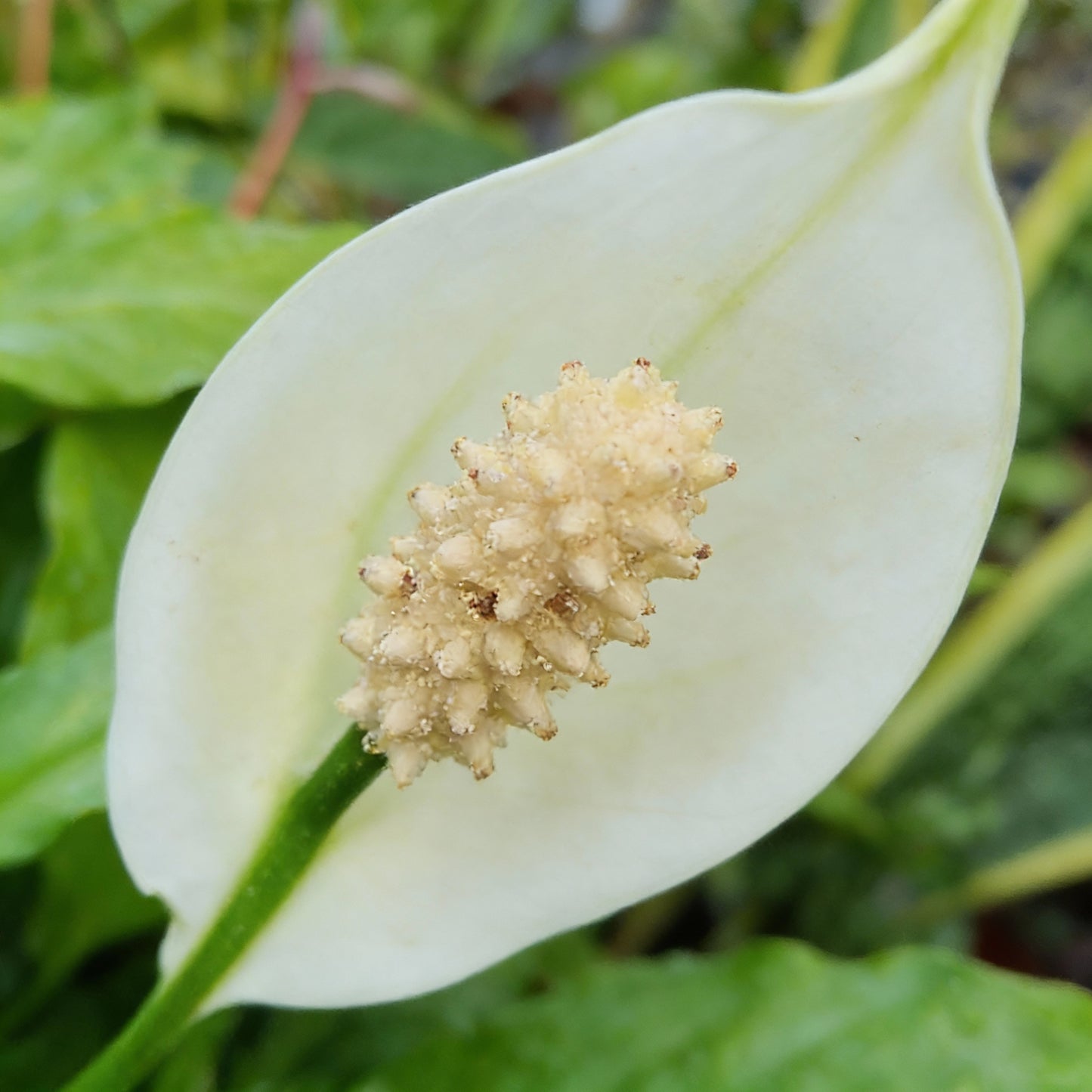 Peace Lily Seeds for Planting - Spathiphyllum for Indoors and Shade