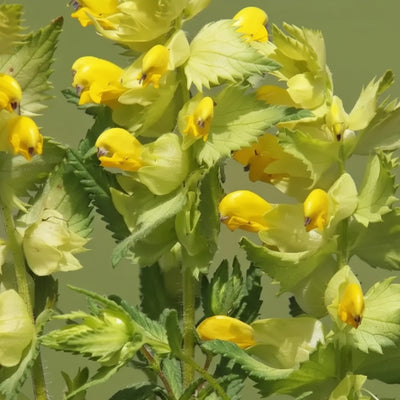 yellow-rattle-seeds-for-planting-rhinanthus-minor