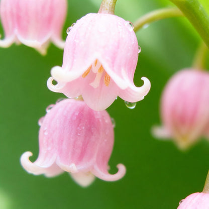 Pink Lily of the Valley Seeds for Planting