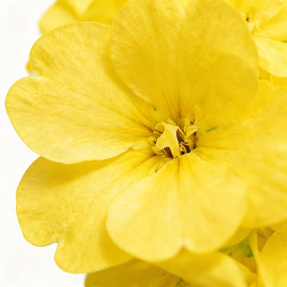 Premium Yellow Japanese Rosebud Pelargonium Geranium Flower Seeds