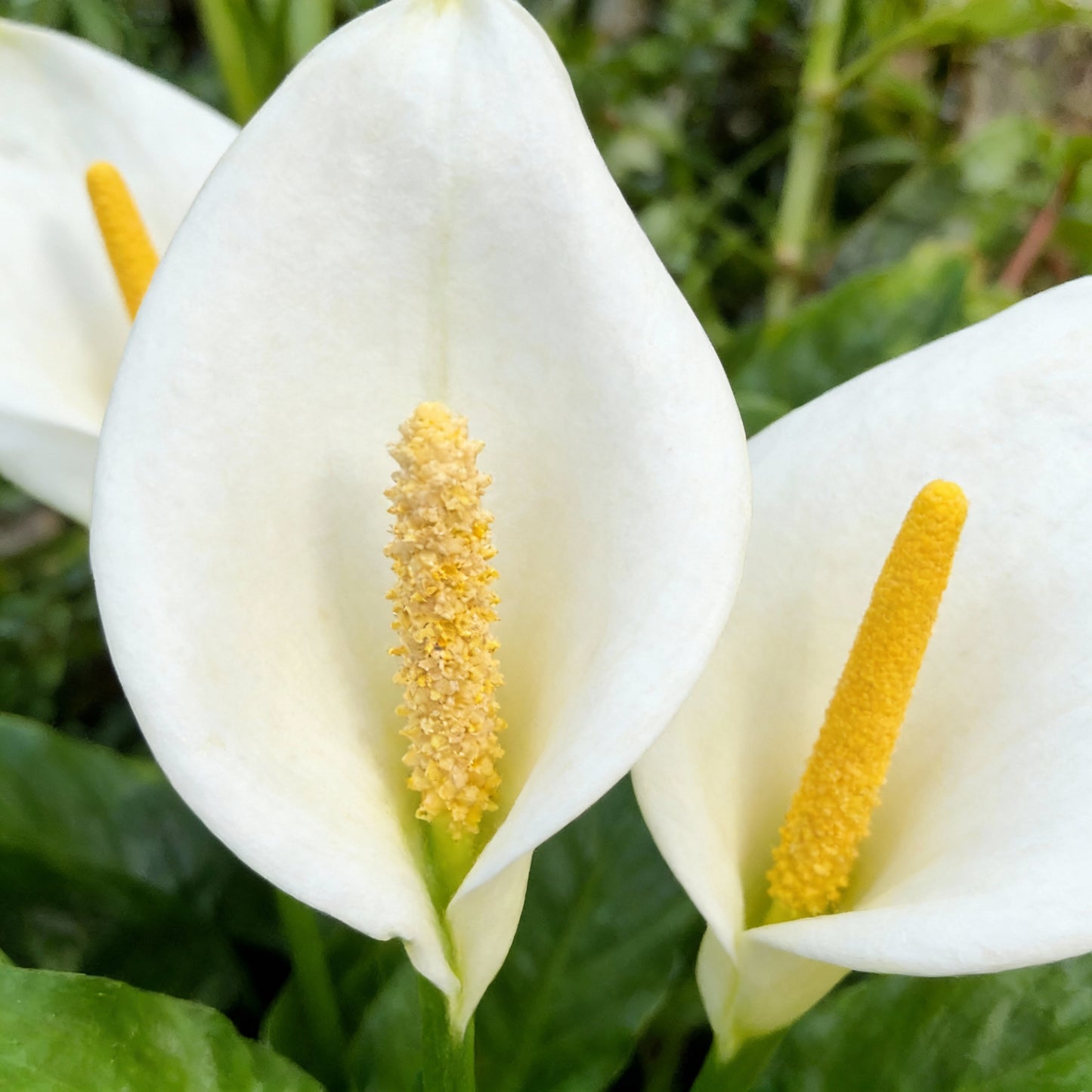 Peace Lily Seeds for Planting - Spathiphyllum for Indoors and Shade