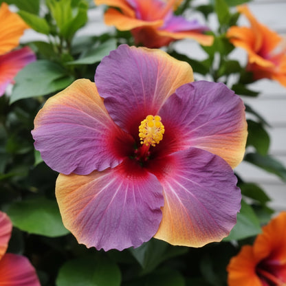 Red Orange Purple Hibiscus Seeds for Planting – Color Showy Flower Perennial Seeds