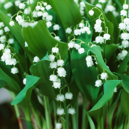 White Lily of the Valley Flower Seeds for Planting – Elegant Fragrant Perennial Blooms