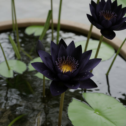 Premium Black Lotus Flower Seeds – Exotic Dark Lotus (Nelumbo nucifera)