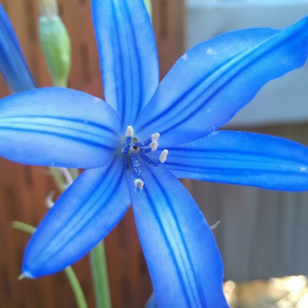 Blue Amaryllis Lily Seeds – Premium Blue Belladonna & Lily Flower Seeds
