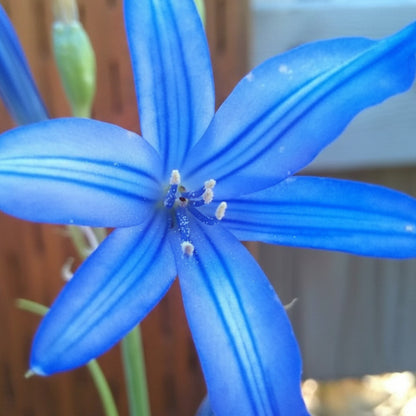 Blue Amaryllis Lily Seeds – Premium Blue Belladonna & Lily Flower Seeds