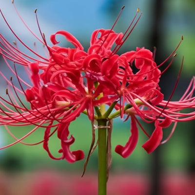 red-spider-lily-seeds-for-planting-lycoris-radiata
