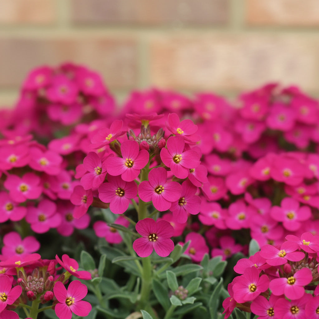 magic-red-creeping-thyme-seeds-heirloom-perennial-flower-ground-cover