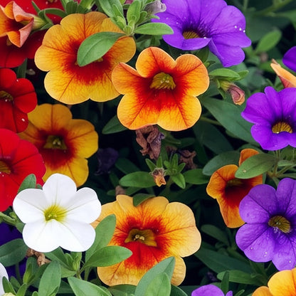 Mixed Calibrachoa Seeds — Vibrant Blooms for Stunning Garden Displays